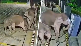 Olifant sloopt EV-laadpaal EV-lader snellader elektrische auto China