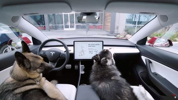 Kind of hond in hete auto: wanneer mag je een autoruit inslaan?