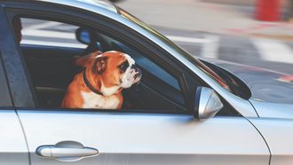 hond auto