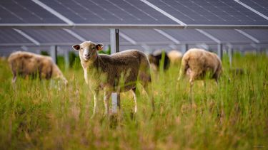 Volkswagen schapen